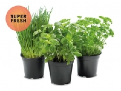 Gartenkräuter CHF 0.99