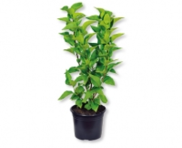 Gartenflieder CHF 14.99
