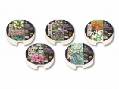 Zwiebelpflanzentray Herbst CHF 5.99