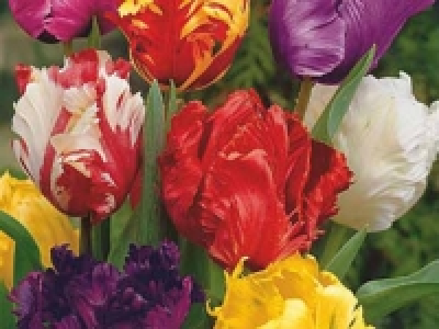 Tulpen Papageien CHF 5.99