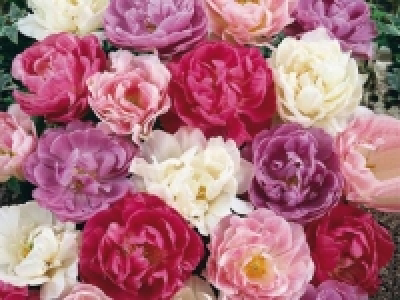 Tulpen gefüllt CHF 4.99
