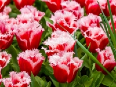 Tulpen gefranst CHF 4.99