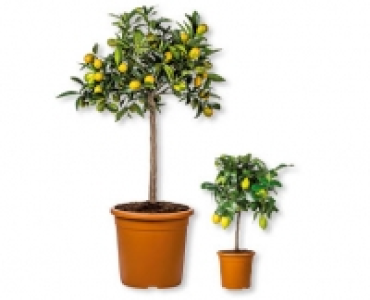 Mediterrane St&auml;mmchen