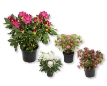 Rhododendron/Azaleen CHF 7.99