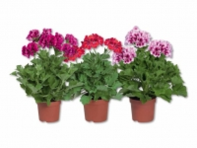 Pelargonium Grandiflorum CHF 2.49