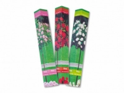 Rosenstamm in Faltschachtel CHF 5.99