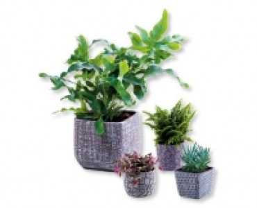 Grunpflanze CHF 4.99