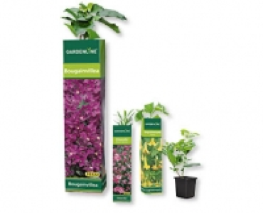 Aldi Suisse  GARDENLINE® Beetpflanzensortiment