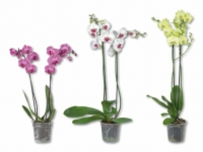Phalaenopsis 2 Stieler CHF 7.99
