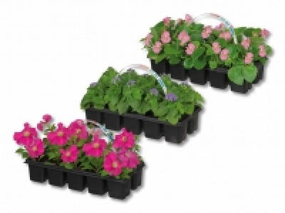 Beetpflanzenmix CHF 1.99