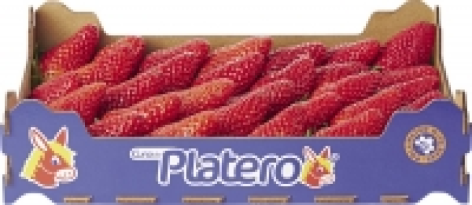 Erdbeeren extra im Kistli