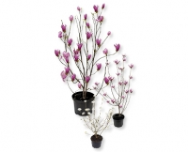 Magnolie CHF 9.99