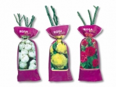 Exklusive Edel-, Beet- und Kletterrosen CHF&nbsp;3.99