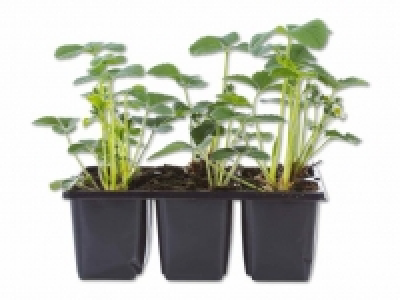 Erdbeerpflanzen CHF 3.99