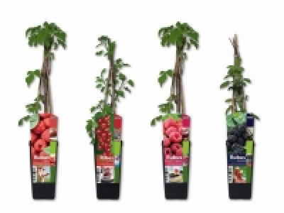Beerensträucher CHF 4.99
