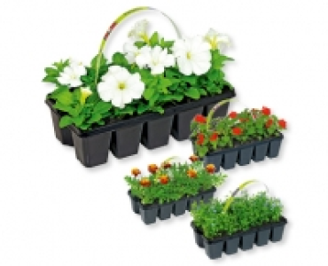 Beetpflanzen CHF 1.99