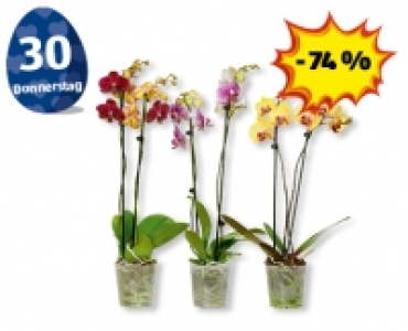 Phalaenopsis CHF 4.99