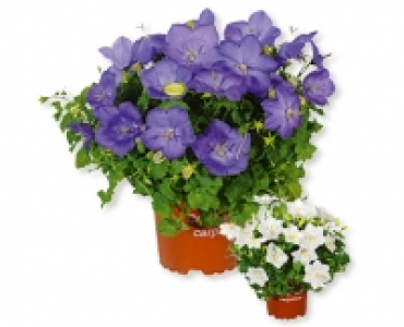 Campanula CHF 2.79