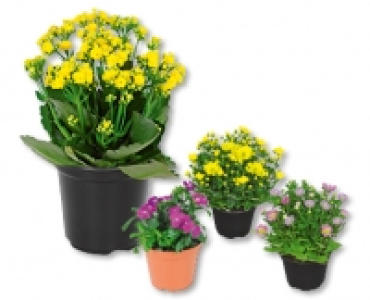 Saisonflor Frühlingserwachen