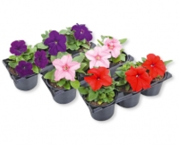 GARDENLINE® Petunien