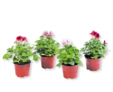 GARDENLINE® Pelargonium grandiflorum