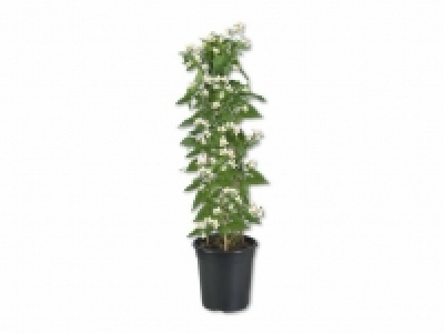 Jasmin Solanum Säule CHF 12.99