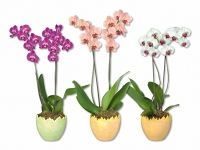 Phalaenopsis 2 Stieler im Keramikei