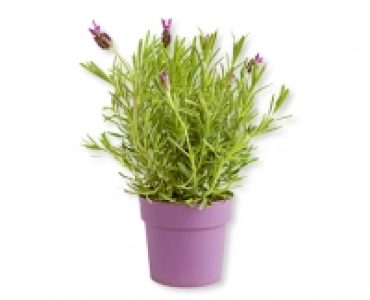 Schopflavendel CHF 4.99