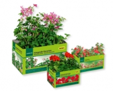 GARDENLINE® Beet-/Balkonpflanzen CHF 3.79