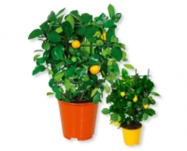 Mediterrane Pflanzen CHF 9.79