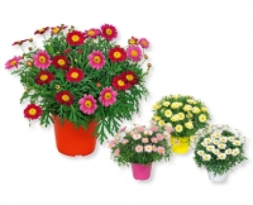 GARDENLINE® Margeriten-Busch CHF 4.49
