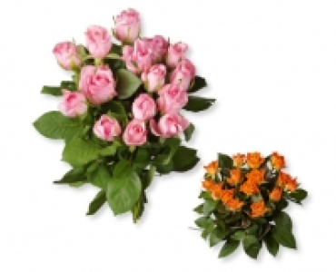 GARDENLINE® Fairtrade Max Havelaar Rosen CHF 4.99
