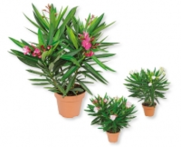 Oleander CHF 4.99