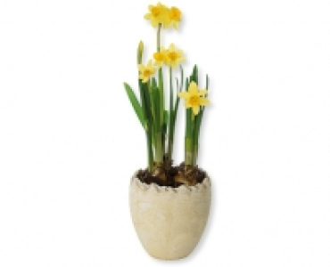 Narzissen im Steintopf CHF&nbsp;4.99