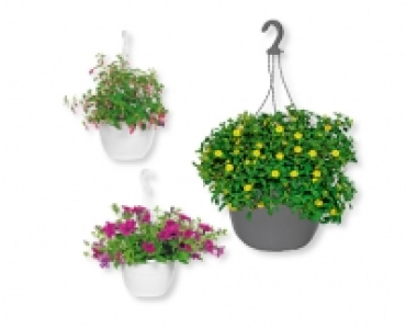 GARDENLINE® Blühende Ampelpflanzen