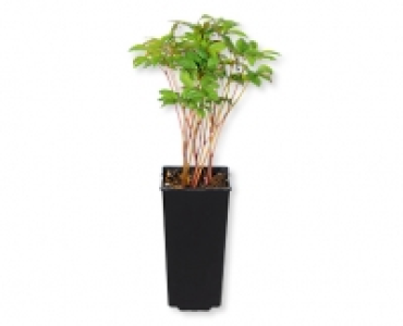 Pfingstrose