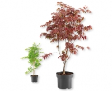 Ahorn-Strauch CHF 19.99