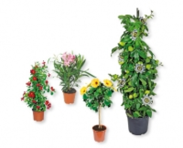 Kübelpflanze CHF 9.99