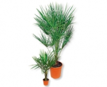 Palmen