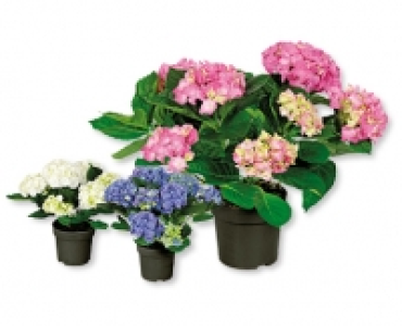 Hortensien-Busch CHF 6.99