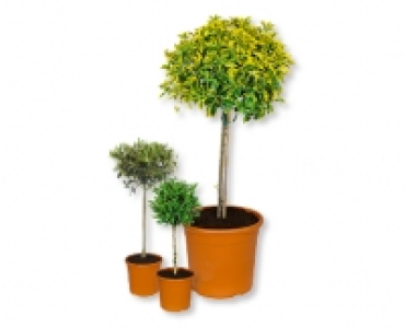Toscana-Stämmchen CHF 19.99