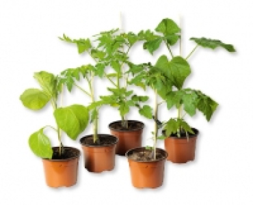 Bio-Fruchtgemuse