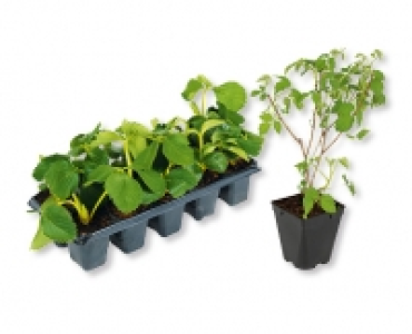 GARDENLINE® Erdbeeren-/Himbeeren-Mix