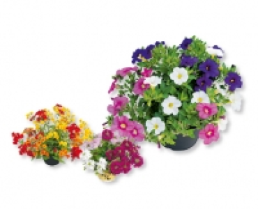 Sommerflor Trio