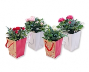 Rosenbusche in Geschenktasche