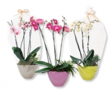 Hochwertiges Arrangement mit Phalaenopsis CHF 19.99