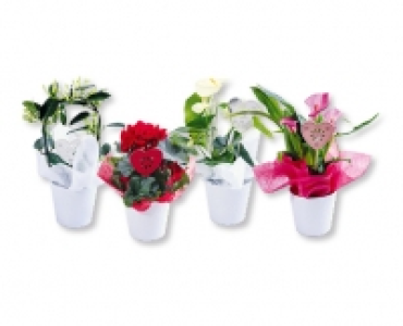 Bluhpflanze in Keramik