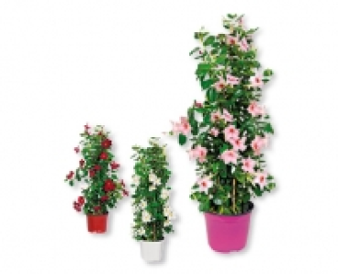 Dipladenia CHF 12.99