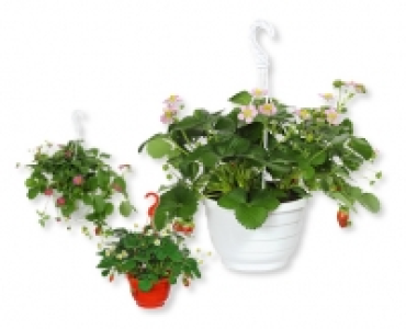 GARDENLINE&reg; Erdbeerampel