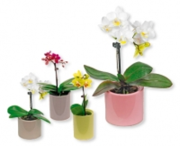 Mini-Phalaenopsis im Keramiktopf